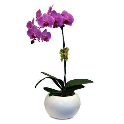 Orkide me vazo