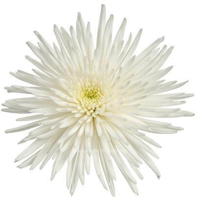 Chrysanthemum Anastasia White
