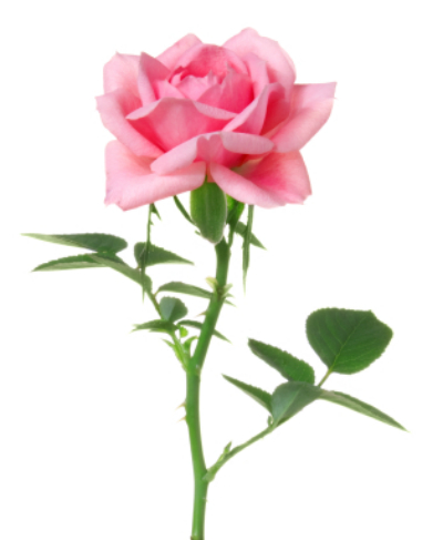 Trendafil roze