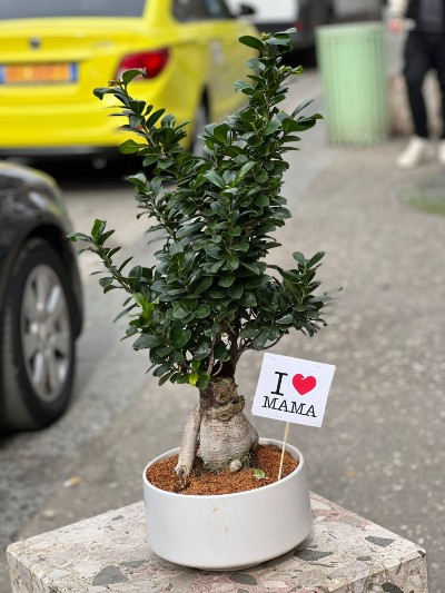 Bonsai Tree of Life