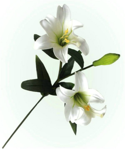 White lily