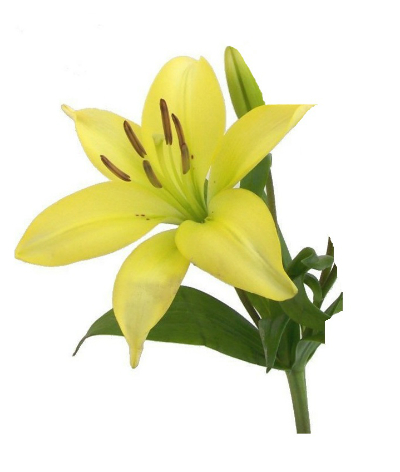 Yellow lily - lillium