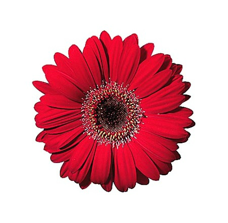 Red gerbera