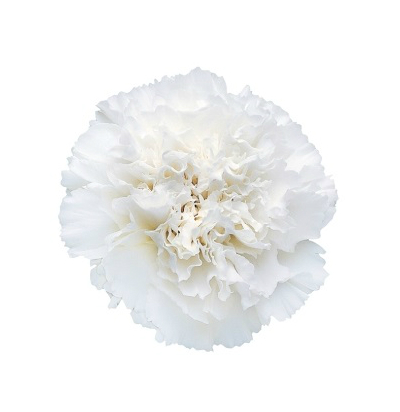 White carnation