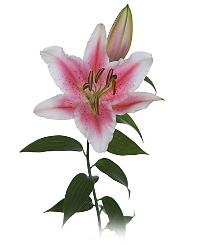 Zambake roze (lilium)