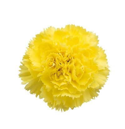 Yellow carnation